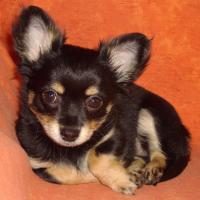 Inaya - Chihuahua (Chihuahueño)  - Femelle