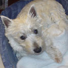 Boston - West Highland White Terrier (Westie, White Terrier  - Mâle
