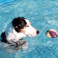 Hashley de rocamadour - Jack Russell Terrier (Jack Russell d'Australie)  - Femelle
