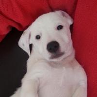 Igloo - Jack Russell Terrier (Jack Russell d'Australie)  - Mâle