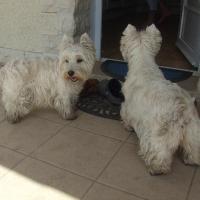 Dayita - West Highland White Terrier (Westie, White Terrier  - Femelle stérilisée