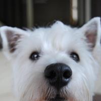 Jessie - West Highland White Terrier (Westie, White Terrier  - Femelle