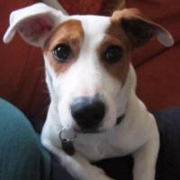 Idefix - Jack Russell Terrier (Jack Russell d'Australie)  - Mâle