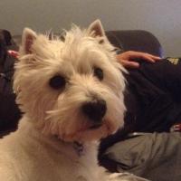 Gioia - West Highland White Terrier (Westie, White Terrier  - Femelle