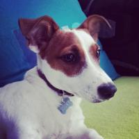 Iouky - Jack Russell Terrier (Jack Russell d'Australie)  - Mâle