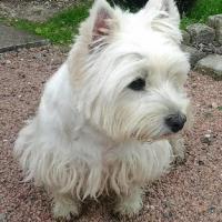 Anice - West Highland White Terrier (Westie, White Terrier  - Femelle