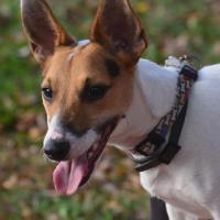 Horton - Jack Russell Terrier (Jack Russell d'Australie)  - Mâle castré