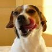 Bazoo - Jack Russell Terrier (Jack Russell d'Australie)  - Femelle stérilisée