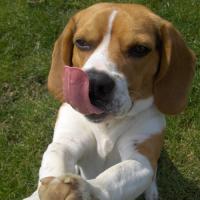 Kaouette - Beagle  - Mâle