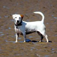 Elfy - Jack Russell Terrier (Jack Russell d'Australie)  - Femelle stérilisée