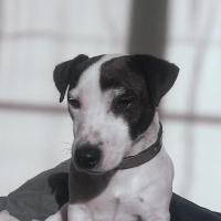 Pirate - Jack Russell Terrier (Jack Russell d'Australie)  - Mâle