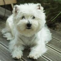 Emy love des olipins - West Highland White Terrier (Westie, White Terrier  - Femelle