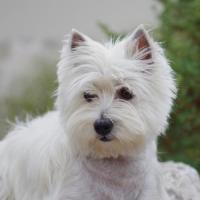 Eglantine - West Highland White Terrier (Westie, White Terrier  - Femelle stérilisée