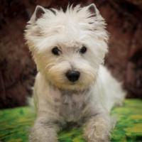 Philippa de abalone - West Highland White Terrier (Westie, White Terrier  - Femelle