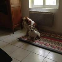 Caïd - Jack Russell Terrier (Jack Russell d'Australie)  - Mâle