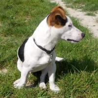 Isaak - Jack Russell Terrier (Jack Russell d'Australie)  - Mâle