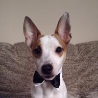 Hatchi - Jack Russell Terrier (Jack Russell d'Australie)  - Mâle