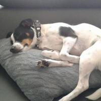Choupette - Jack Russell Terrier (Jack Russell d'Australie)  - Femelle stérilisée
