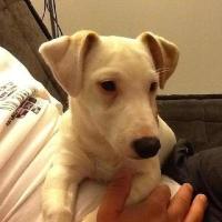 Casper - Jack Russell Terrier (Jack Russell d'Australie)  - Mâle