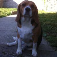 Dogma - Beagle  - Femelle stérilisée