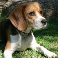 Ribella - Beagle  - Femelle stérilisée