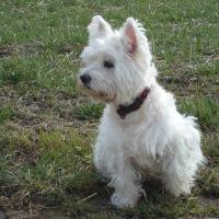 Inayat - West Highland White Terrier (Westie, White Terrier  - Femelle stérilisée
