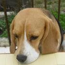 Biscotte - Beagle  - Femelle stérilisée