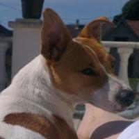 Havana - Jack Russell Terrier (Jack Russell d'Australie)  - Femelle