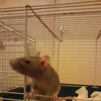 Diabolo - Rat  - Femelle