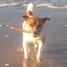 Théo - Jack Russell Terrier (Jack Russell d'Australie)  - Mâle