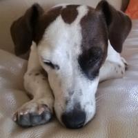 Eclipse - Jack Russell Terrier (Jack Russell d'Australie)  - Femelle stérilisée