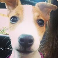Mila - Jack Russell Terrier (Jack Russell d'Australie)  - Femelle stérilisée