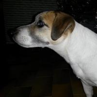 Jack's - Jack Russell Terrier (Jack Russell d'Australie)  - Mâle