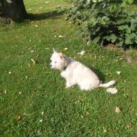 Icko - West Highland White Terrier (Westie, White Terrier  - Mâle castré