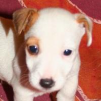 Jinko - Jack Russell Terrier (Jack Russell d'Australie)  - Mâle