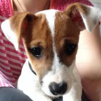 Jackson - Jack Russell Terrier (Jack Russell d'Australie)  - Mâle