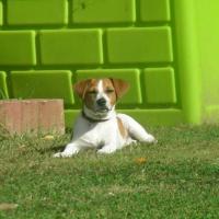 Jessy - Jack Russell Terrier (Jack Russell d'Australie)  - Femelle