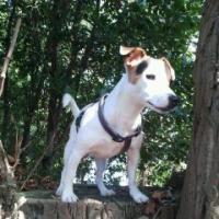 Ioda - Jack Russell Terrier (Jack Russell d'Australie)  - Mâle