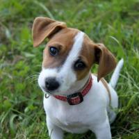 Jet - Jack Russell Terrier (Jack Russell d'Australie)  - Mâle