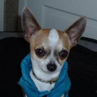 Joy - Chihuahua (Chihuahueño)  - Mâle