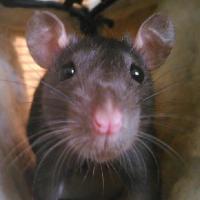Zaho - Rat  - Femelle
