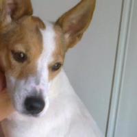 Chipie - Jack Russell Terrier (Jack Russell d'Australie)  - Femelle stérilisée
