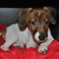 Cosmo - Jack Russell Terrier (Jack Russell d'Australie)  - Mâle