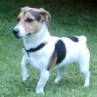 Cado - Jack Russell Terrier (Jack Russell d'Australie)  - Mâle