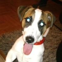 Bobby - Jack Russell Terrier (Jack Russell d'Australie)  - Mâle