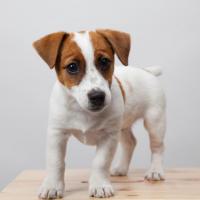Jeick - Jack Russell Terrier (Jack Russell d'Australie)  - Mâle