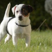 Jaia - Jack Russell Terrier (Jack Russell d'Australie)  - Femelle
