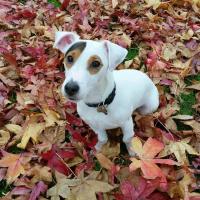 Juki - Jack Russell Terrier (Jack Russell d'Australie)  - Mâle