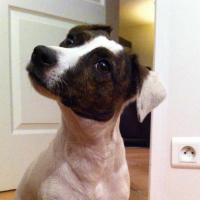 Happy - Jack Russell Terrier (Jack Russell d'Australie)  - Femelle