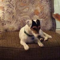Isys - Jack Russell Terrier (Jack Russell d'Australie)  - Femelle stérilisée
